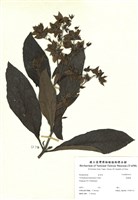藏品(假酸漿)的圖片